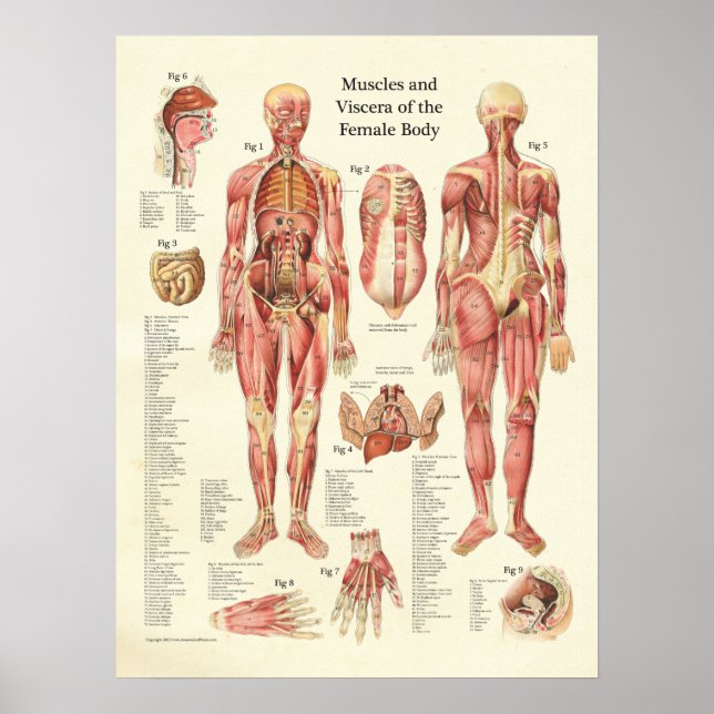 Muscles and Viscera of the Female Anatomy Poster (Front)