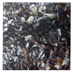 Muscles & Barnacles at Bob Creek, OR Ceramic Tile