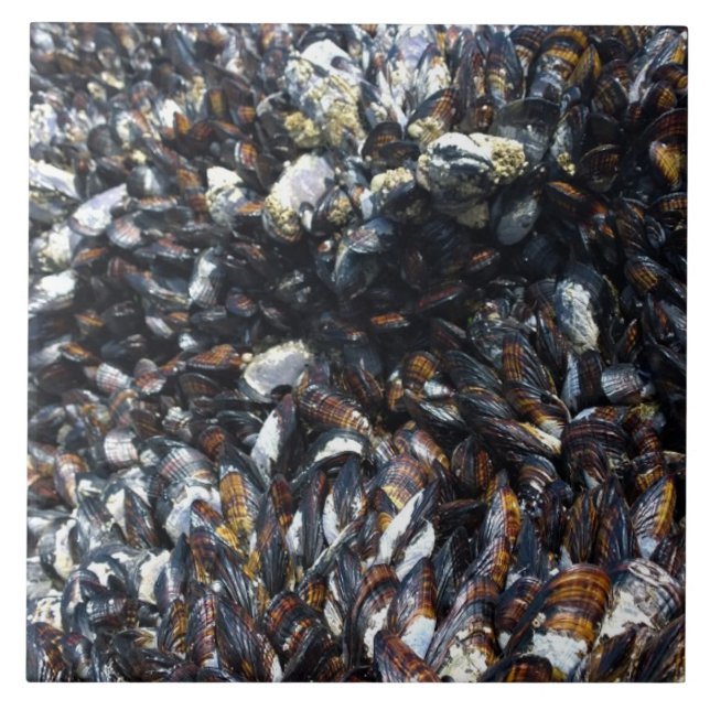 Muscles & Barnacles at Bob Creek, OR Ceramic Tile (Front)