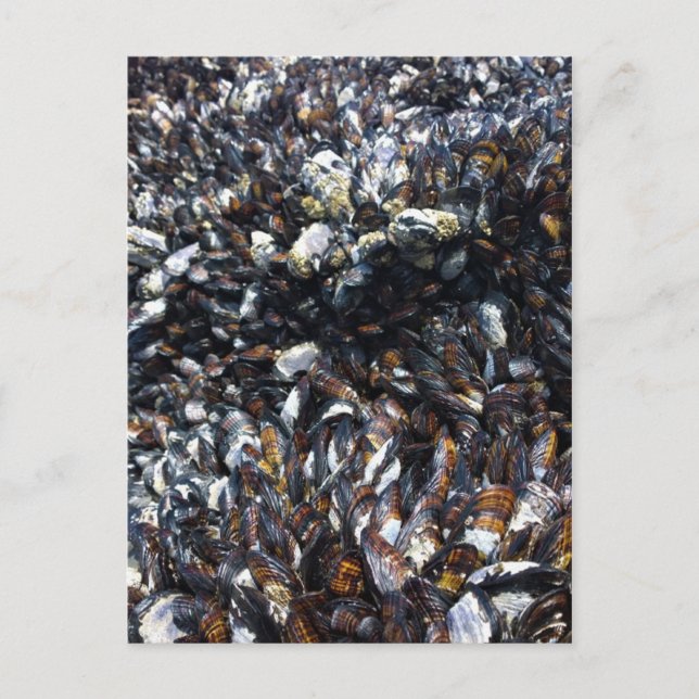Muscles & Barnacles at Bob Creek, OR Postcard (Front)