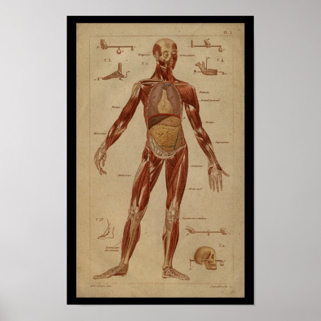 Muscles Internal Vintage Human Anatomy Print (Front)