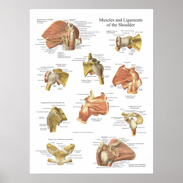 Muscles Ligaments of the Shoulder Anatomy Chart (Front)