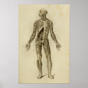 Muscles Nerves Anatomy Print Vintage