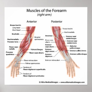 Muscles of forearm anterior and posterior view poster