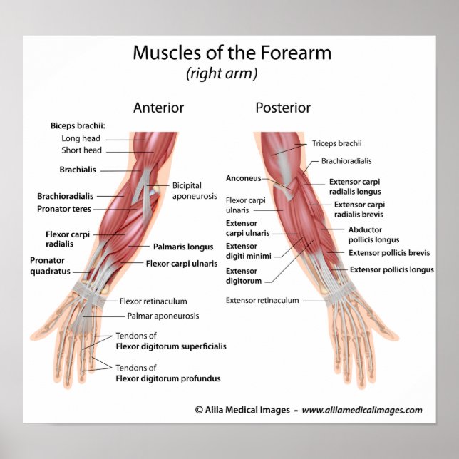 Muscles of forearm anterior and posterior view poster (Front)