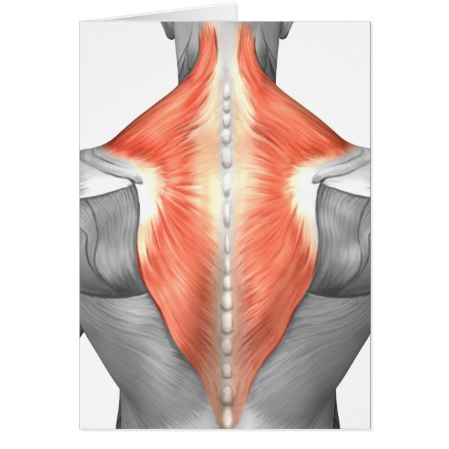 Muscles Of The Back And Neck (Front)
