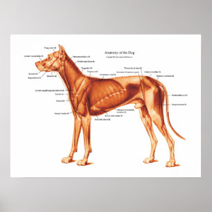 Muscles of the Dog Anatomy Poster