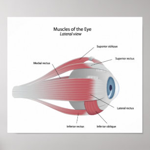 Muscles of the Eye Poster