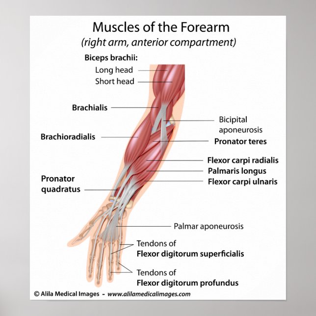 Muscles of the forearm, labeled diagram. poster (Front)