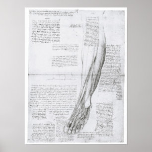Muscles of the Leg, Leonardo Da Vinci Poster