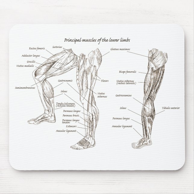 Muscles of the lower body mouse pad (Front)
