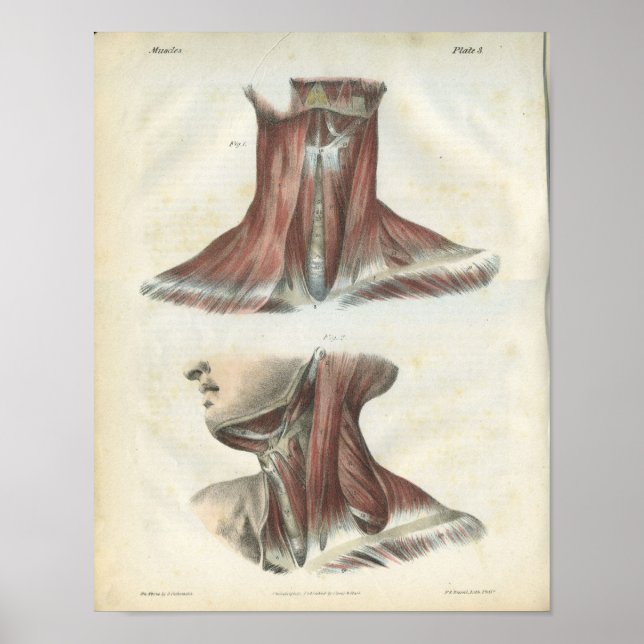 Muscles of the Neck Anatomy Print (Front)