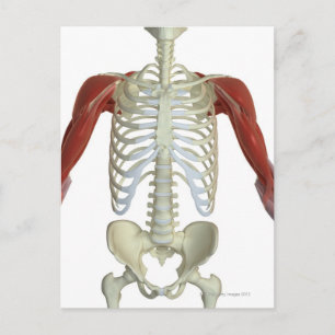 Muscles of the Shoulder 2 Postcard
