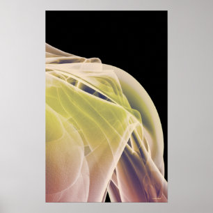 Muscles of the Shoulder 4 Poster