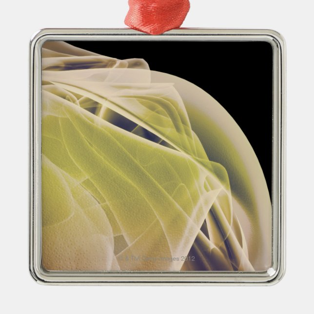 Muscles of the Shoulder Metal Tree Decoration (Front)