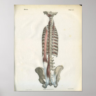Muscles of the Spine Anatomy Print