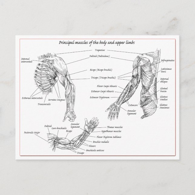 Muscles of the upper body postcard (Front)