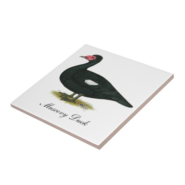 Muscovy Black Drake Tile (Side)