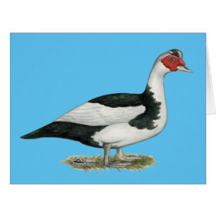 Muscovy Black Pied Drake