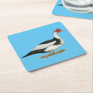 Muscovy Black Pied Drake Square Paper Coaster