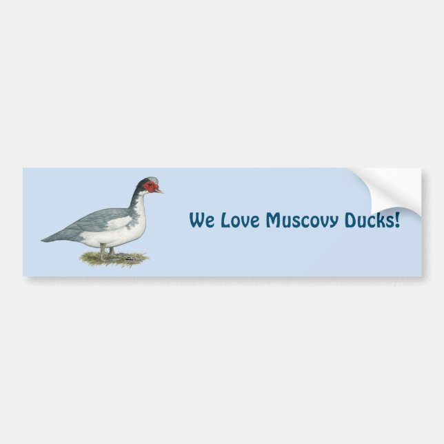 Muscovy Blue Pied Drake Bumper Sticker (Front)