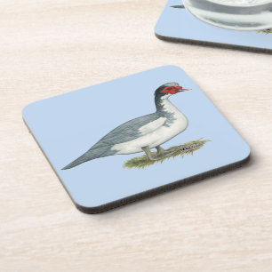 Muscovy Blue Pied Drake Coaster