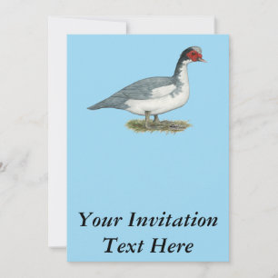 Muscovy Blue Pied Drake Invitation