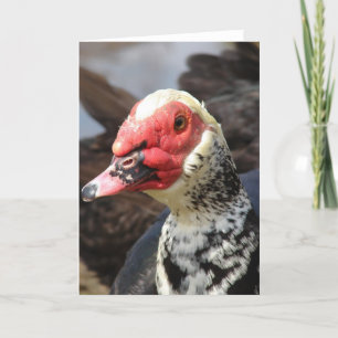 Muscovy Drake Card