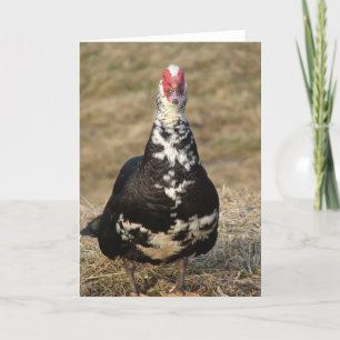 Muscovy Drake Card