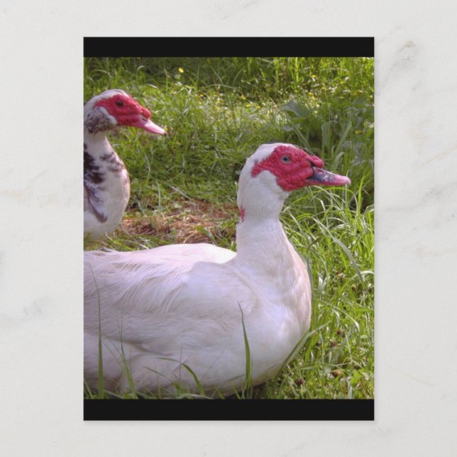 Muscovy Drakes post cards (Front)
