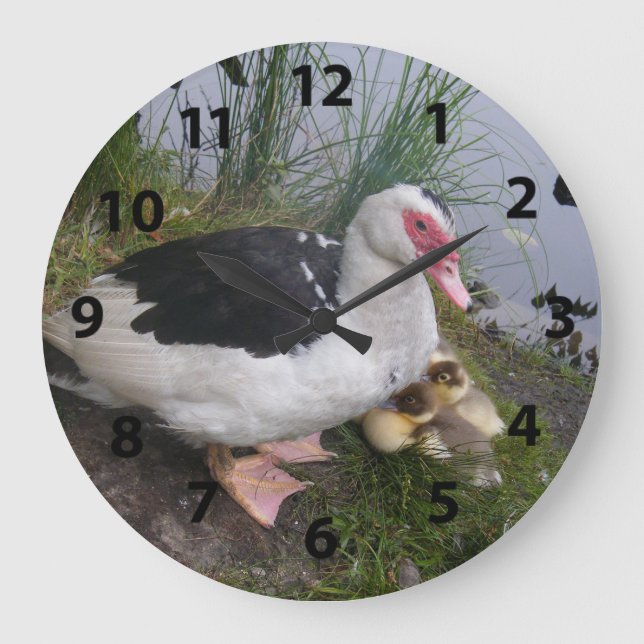 Muscovy Duck And Ducklings Wall Clock (Front)