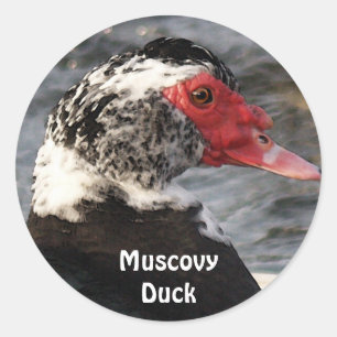 Muscovy Duck Bird Wildlife Sticker
