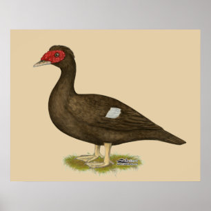 Muscovy Duck Chocolate Poster