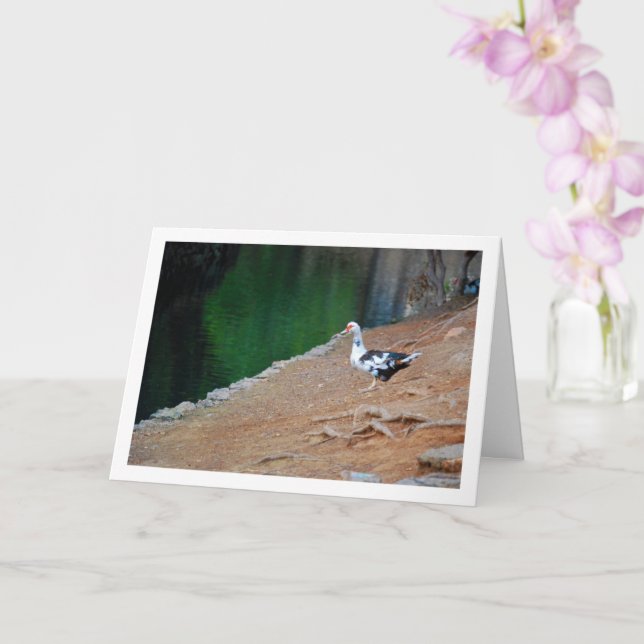 Muscovy duck, Lake Portrait Card (Orchid)