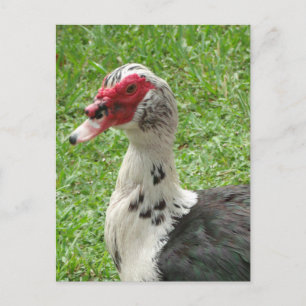 Muscovy Duck Photo Postcard