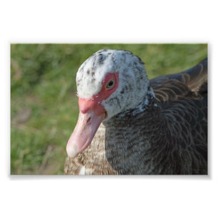 Muscovy Duck Photo Print