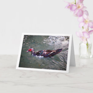 Muscovy duck Portrait Card
