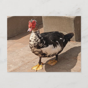 Muscovy Duck Postcard