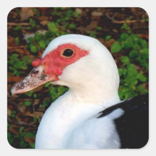 Muscovy Duck Square Sticker
