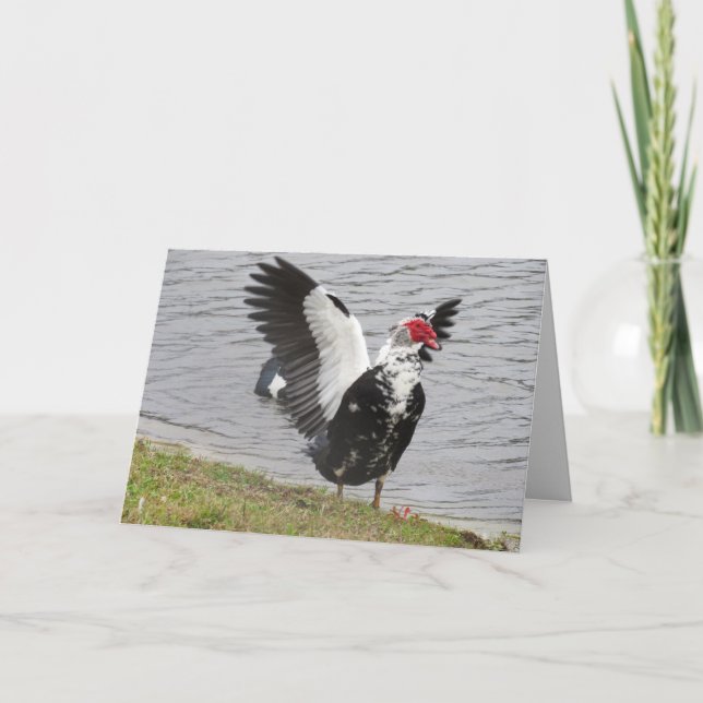 Muscovy Duck Waving Wings Greeting Card (Front)