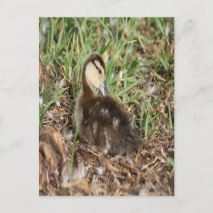 Muscovy Duckling Photo Postcard