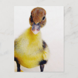 Muscovy Duckling Postcard