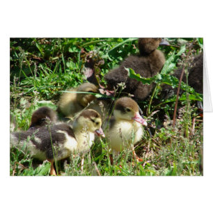Muscovy Ducklings