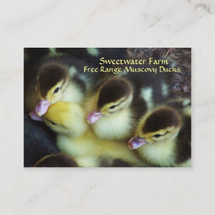 Muscovy Ducklings Business Cards