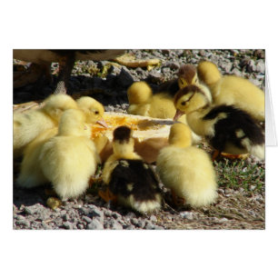 Muscovy Ducklings Eat A Treat
