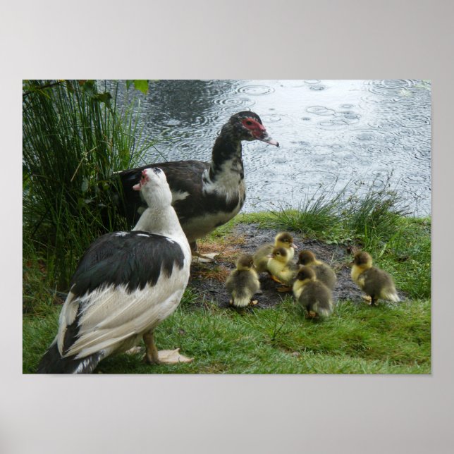Muscovy Ducks and Ducklings Poster (Front)