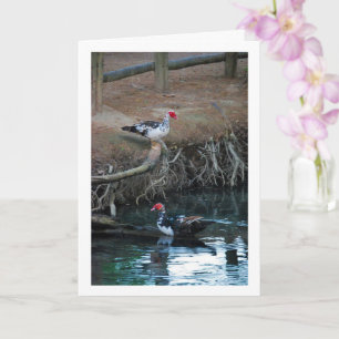 Muscovy ducks Lake Portrait Card