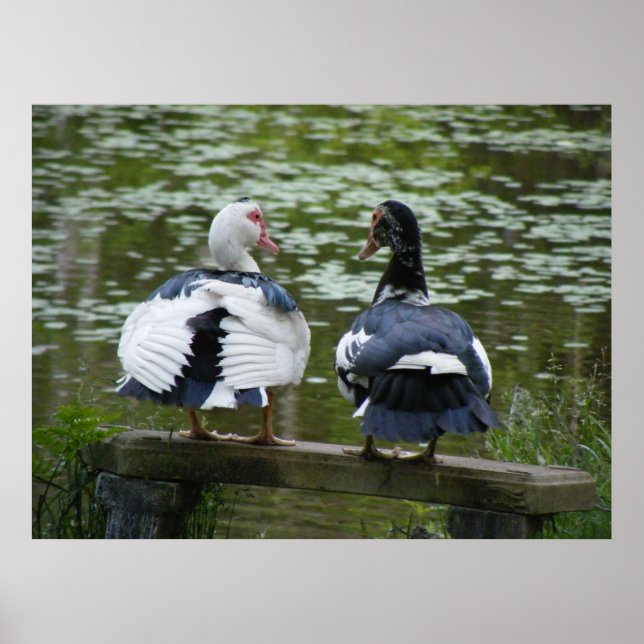 Muscovy Ducks Sitting On An Ornament Poster (Front)