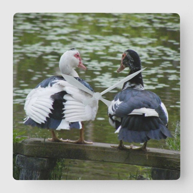 Muscovy Ducks Square Wall Clock (Front)