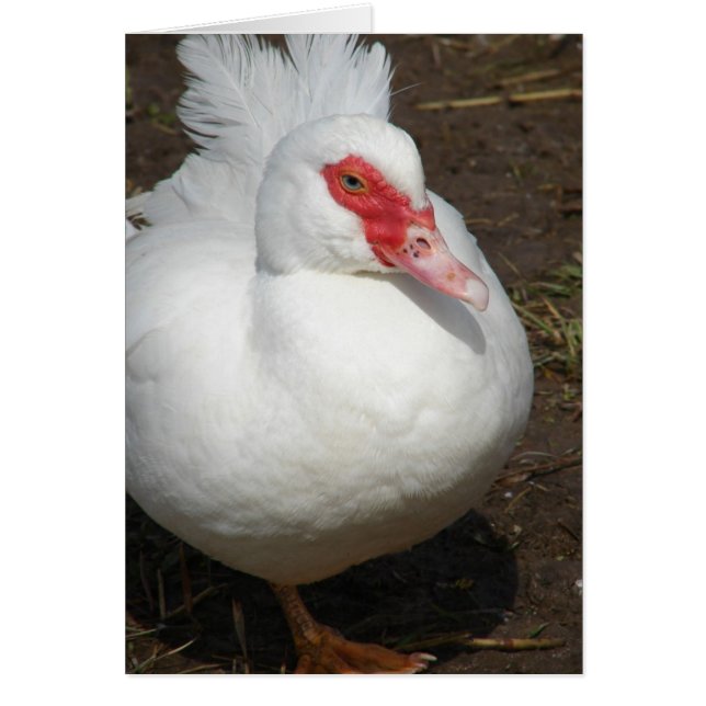 Muscovy Hen (Front)